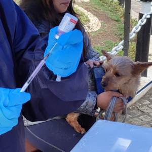 Salud y cariño: brigadas de la CBES inmunizan a perros y gatos de La Paz